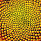 Illustration for article titled The Fibonacci Series: When Math Turns Golden